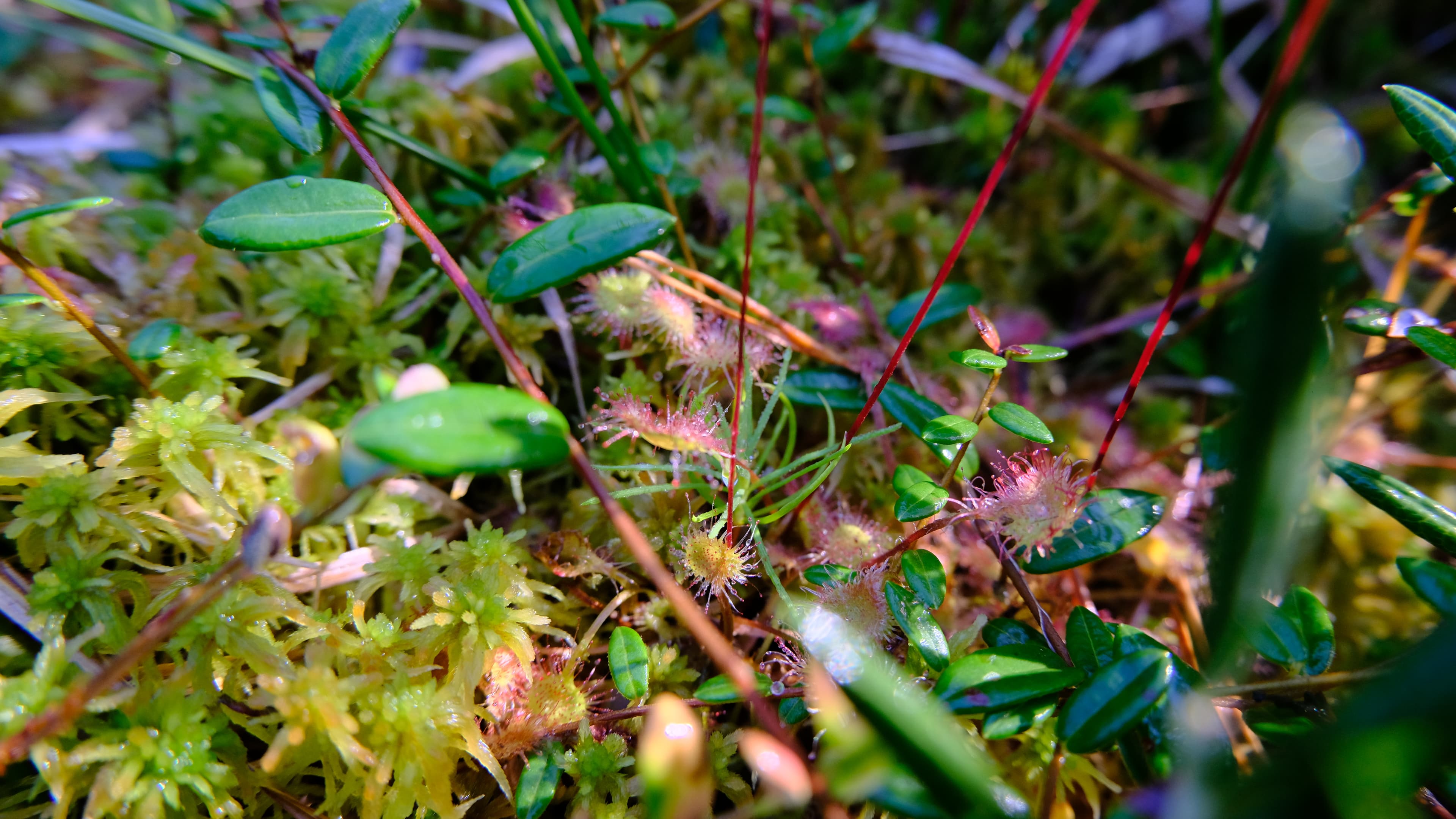 DSCF0710.JPG