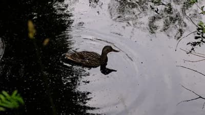 DSCF0445.JPG