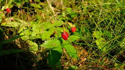 DSCF0620.JPG