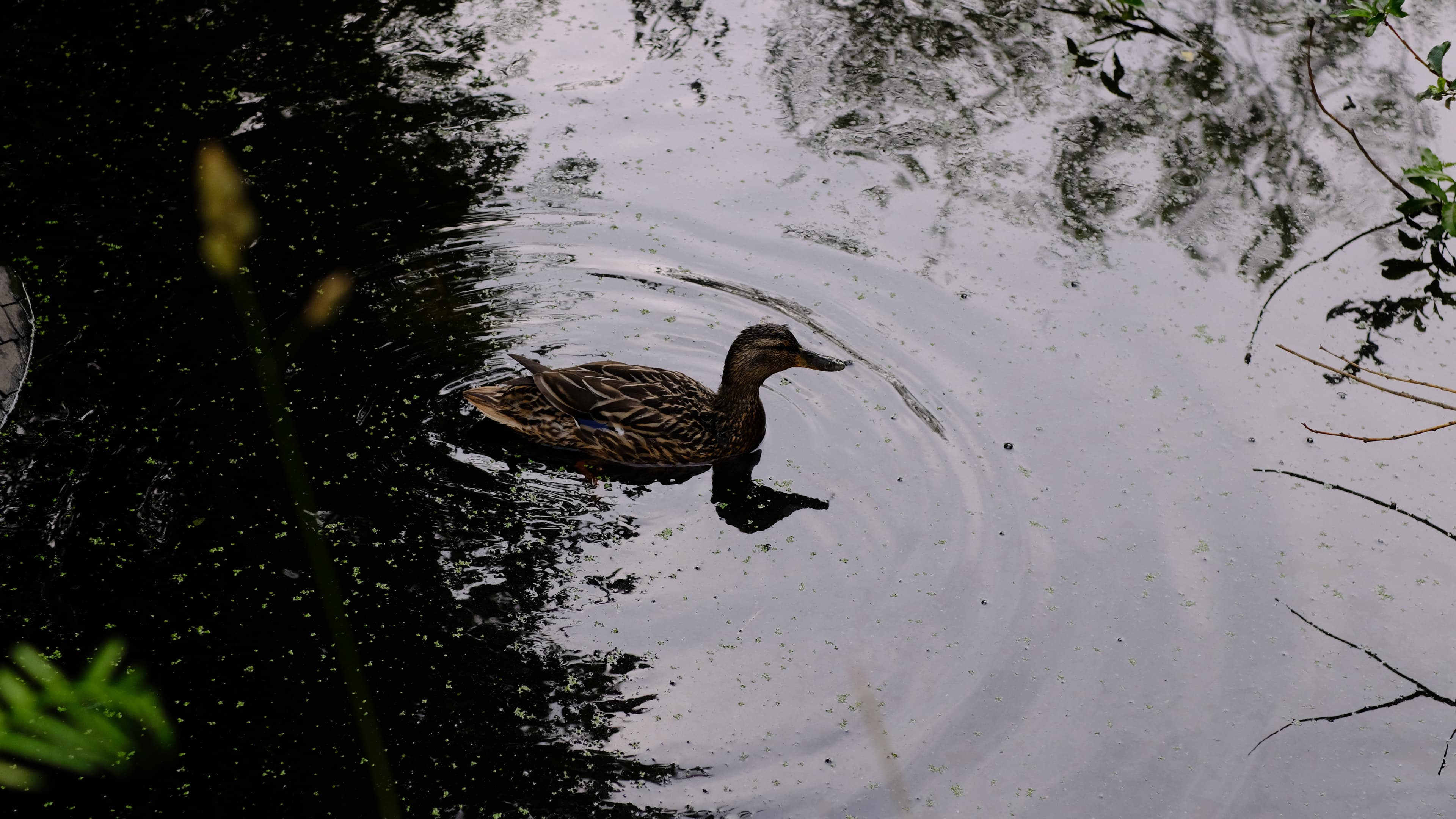 DSCF0445.JPG